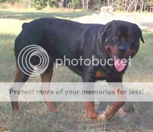bogey1.jpg