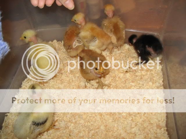IMG_2367.jpg