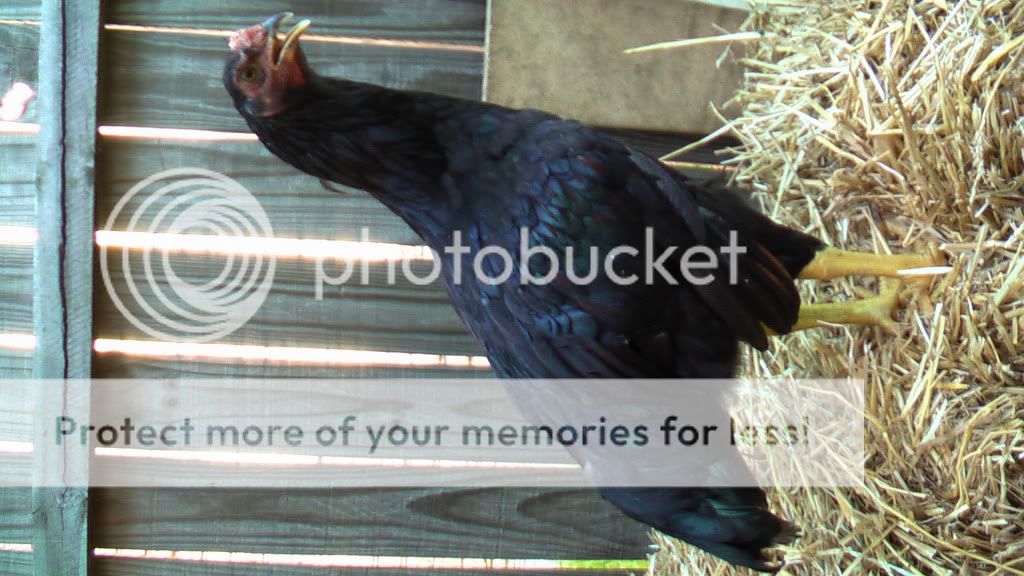 junechickens004.jpg