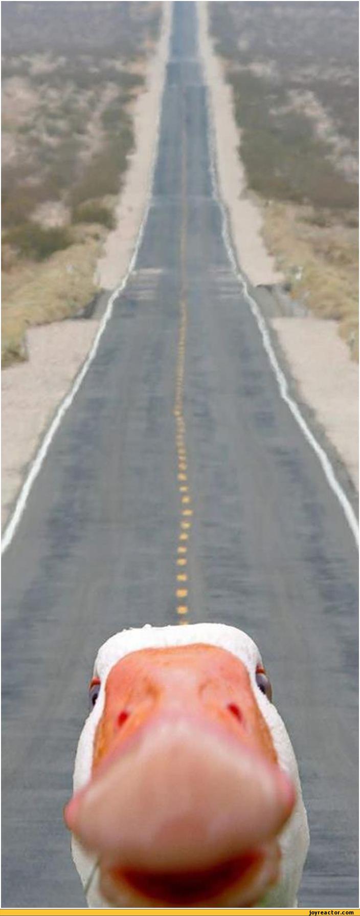 auto-goose-road-306936.jpeg
