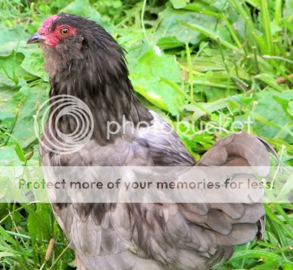 100_1474_renamed_19617.jpg