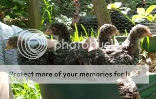 pullets3.jpg