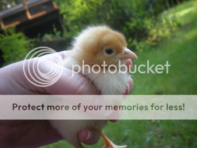 DSCN2446.jpg