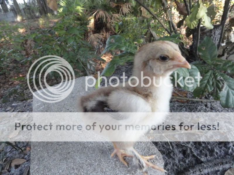 Chickens001.jpg
