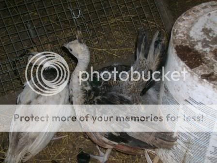 peachick6.jpg