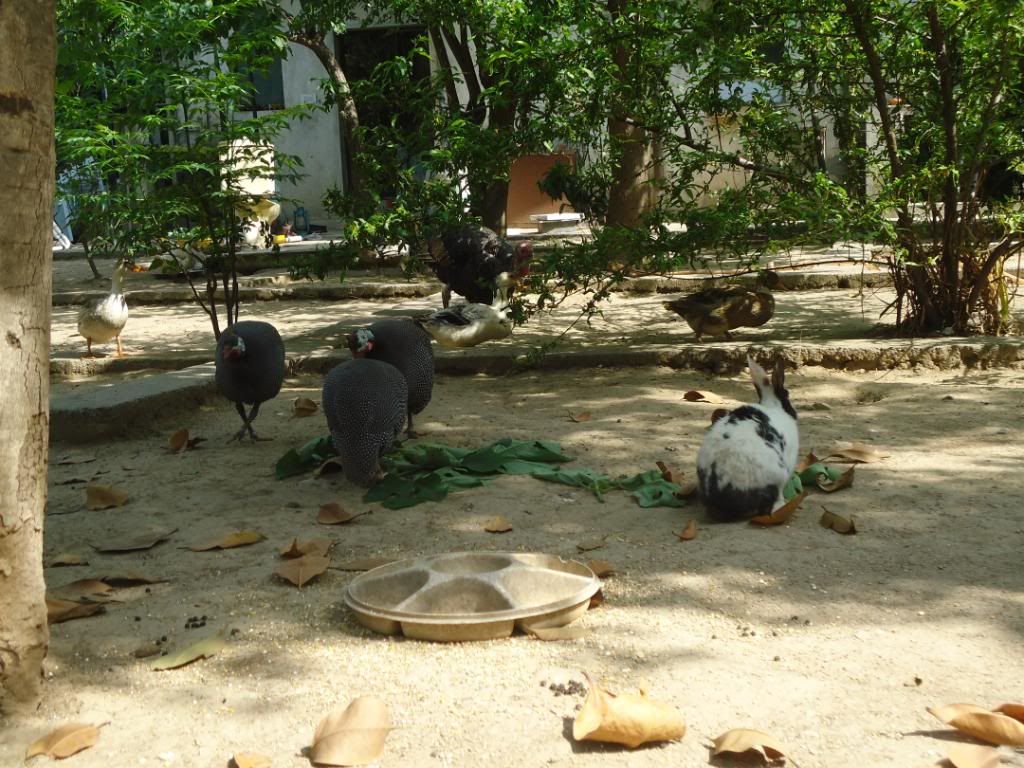guniefowl015.jpg