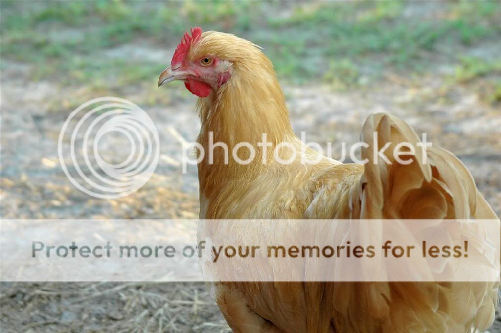 Chickens201113.jpg