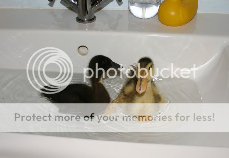 splash4.jpg