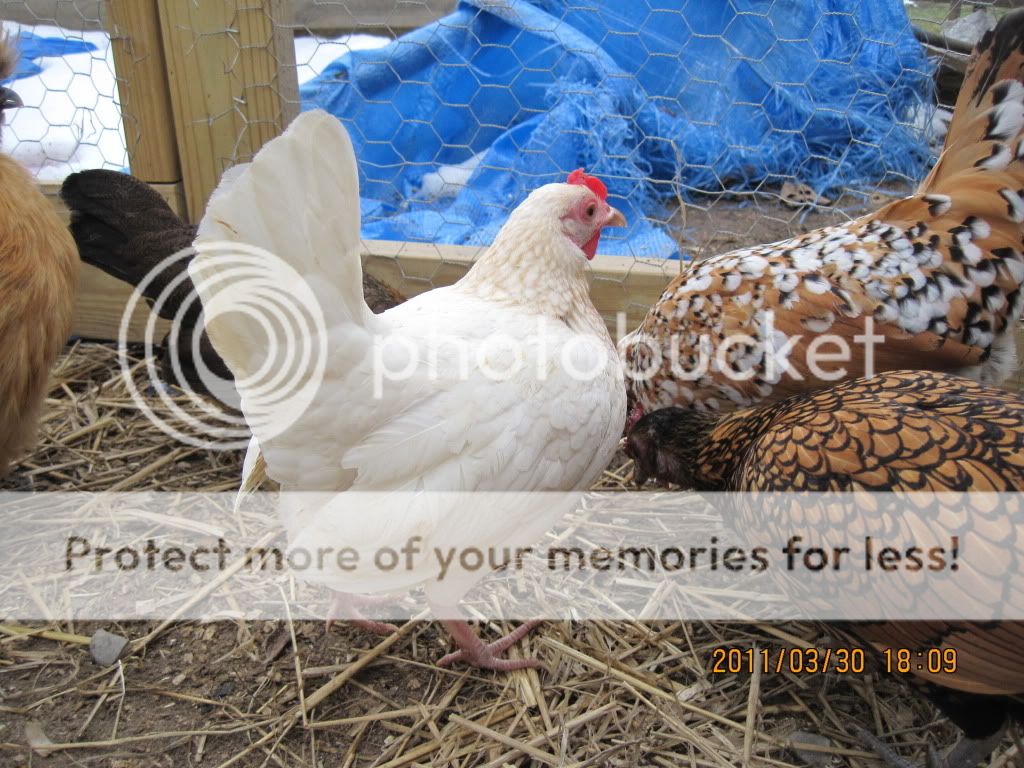 chickensatmoms016.jpg