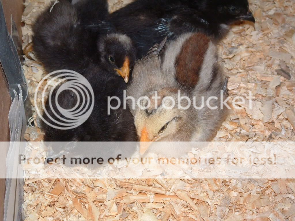 skunk002.jpg