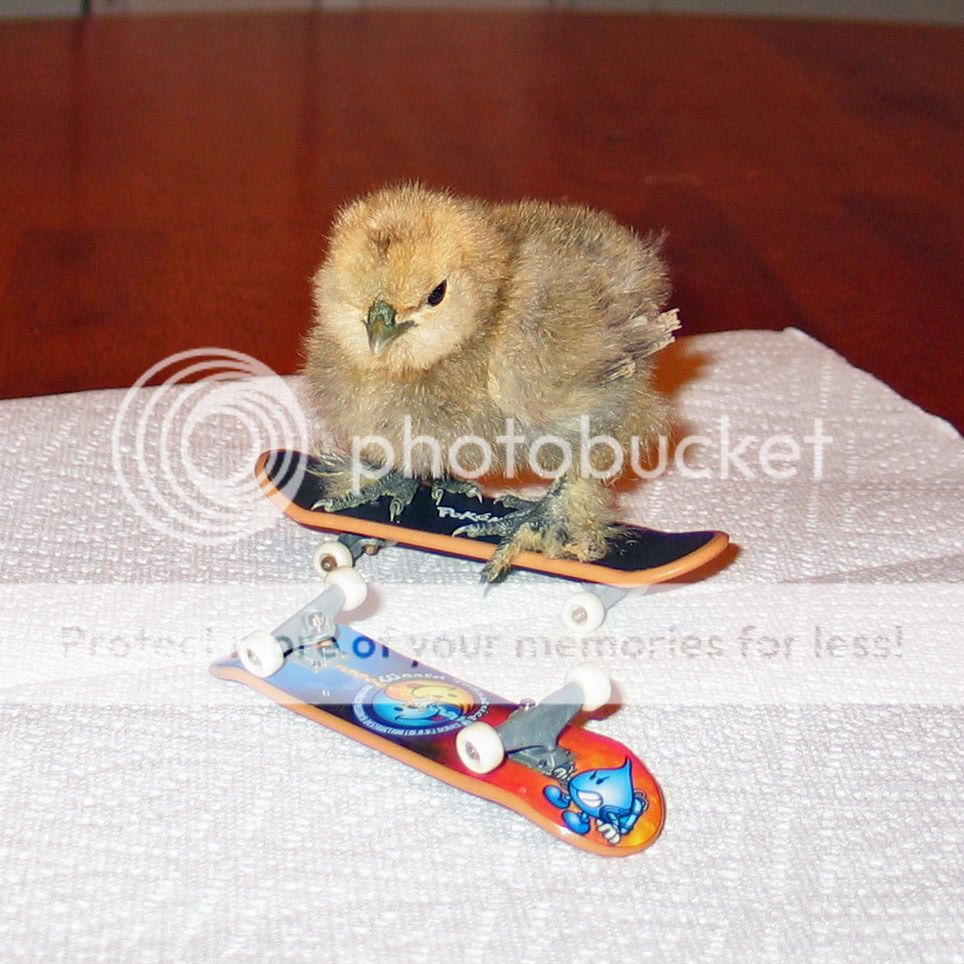 web-silkie-on-skateboard.jpg