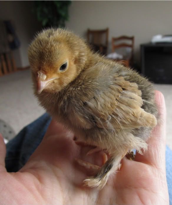 chicks009.jpg