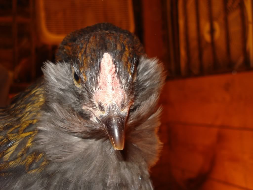 bluewcopperlacingpullet-faceb.jpg