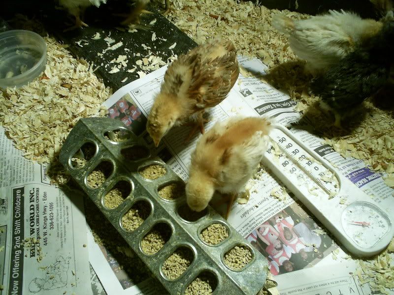 critters043.jpg