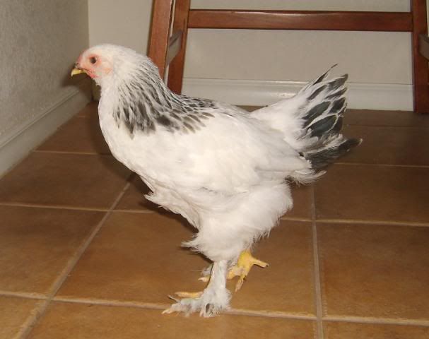 lightbrahma.jpg