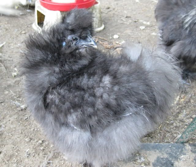 FrizzleSilkieroo.jpg