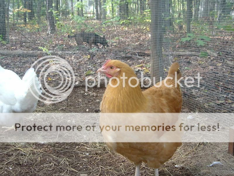 morechicks001.jpg