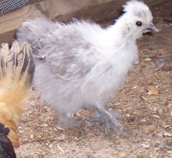 Chick4_edited.jpg