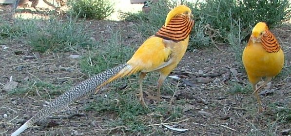 yellow_golden_pheasants_by_ty_dyqween-d4hwtpx.jpg