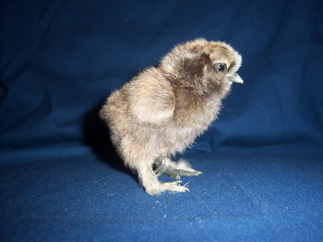 silkies030.jpg