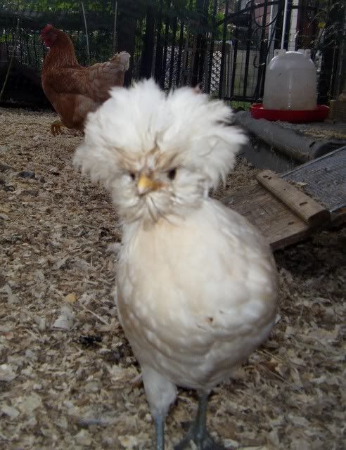 chickens060.jpg