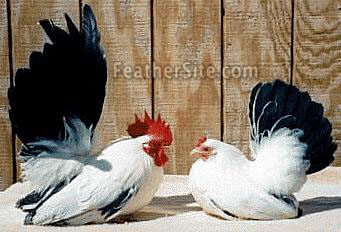 JapCockHen.JPEG