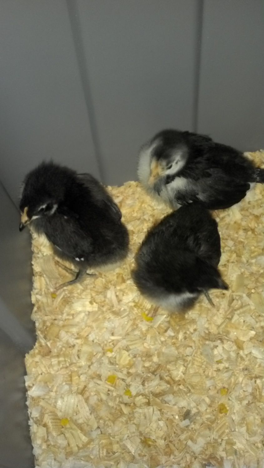 200x200px-ZC-64c1af8c_Australorp.jpeg