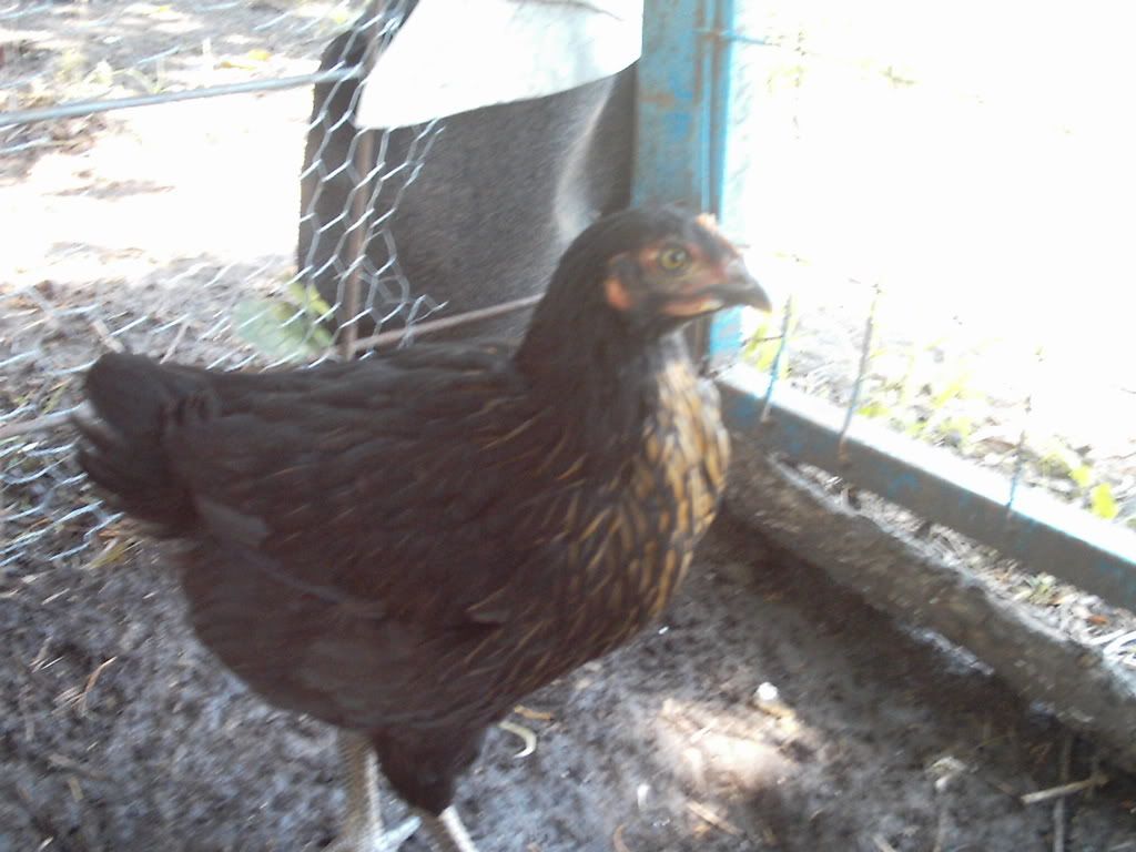 animals018.jpg