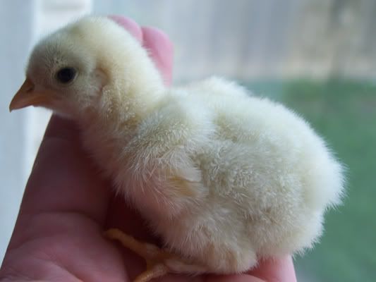 chick1.jpg