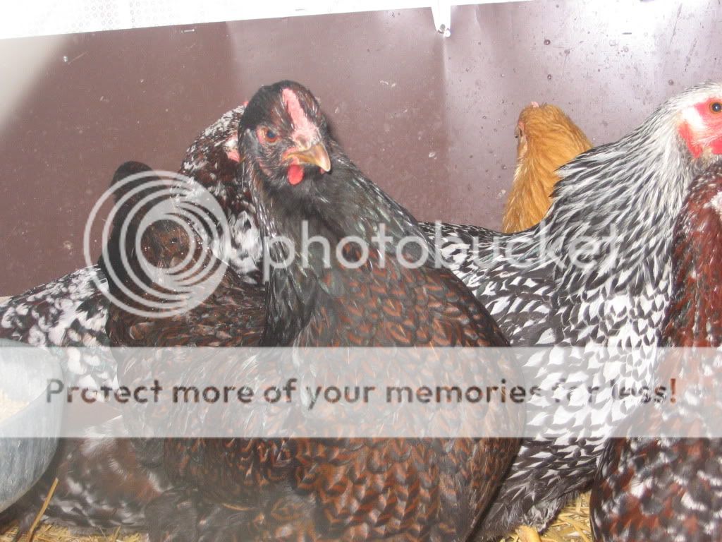 chooks091.jpg
