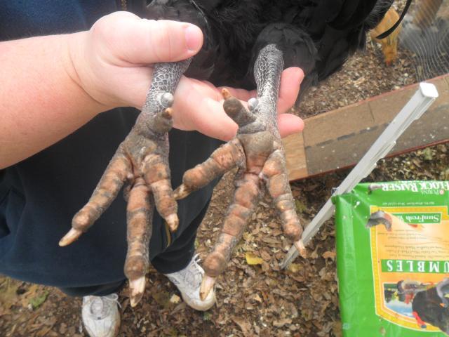 071cea98_76248_odins_feet.jpeg
