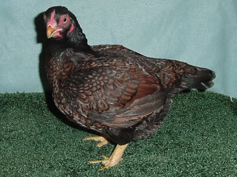 cornishhen002.jpg