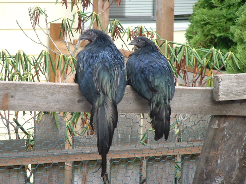 DSCF0099.JPG