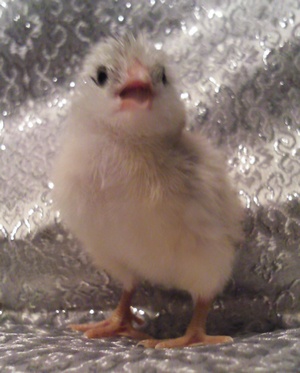 4034172_orig.jpg