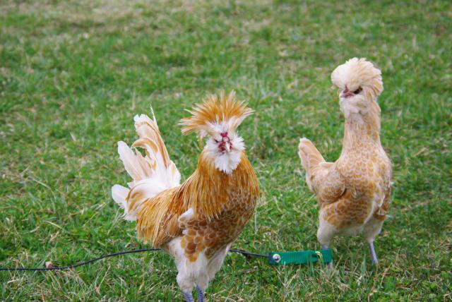Buff-laced-Polish-chickens.jpg