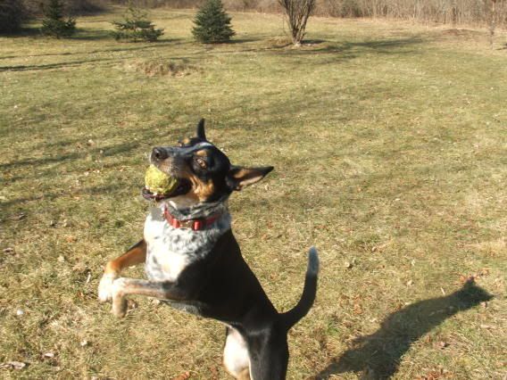 aussiewithtennisball003.jpg