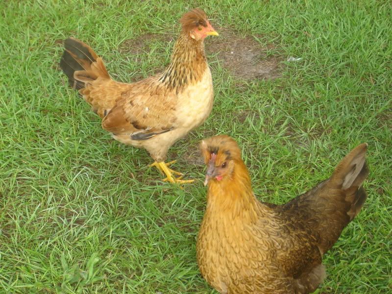 chickens002.jpg
