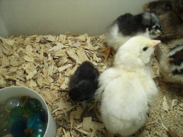 NewEEchicks3.jpg