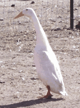 whiterunner-1.gif