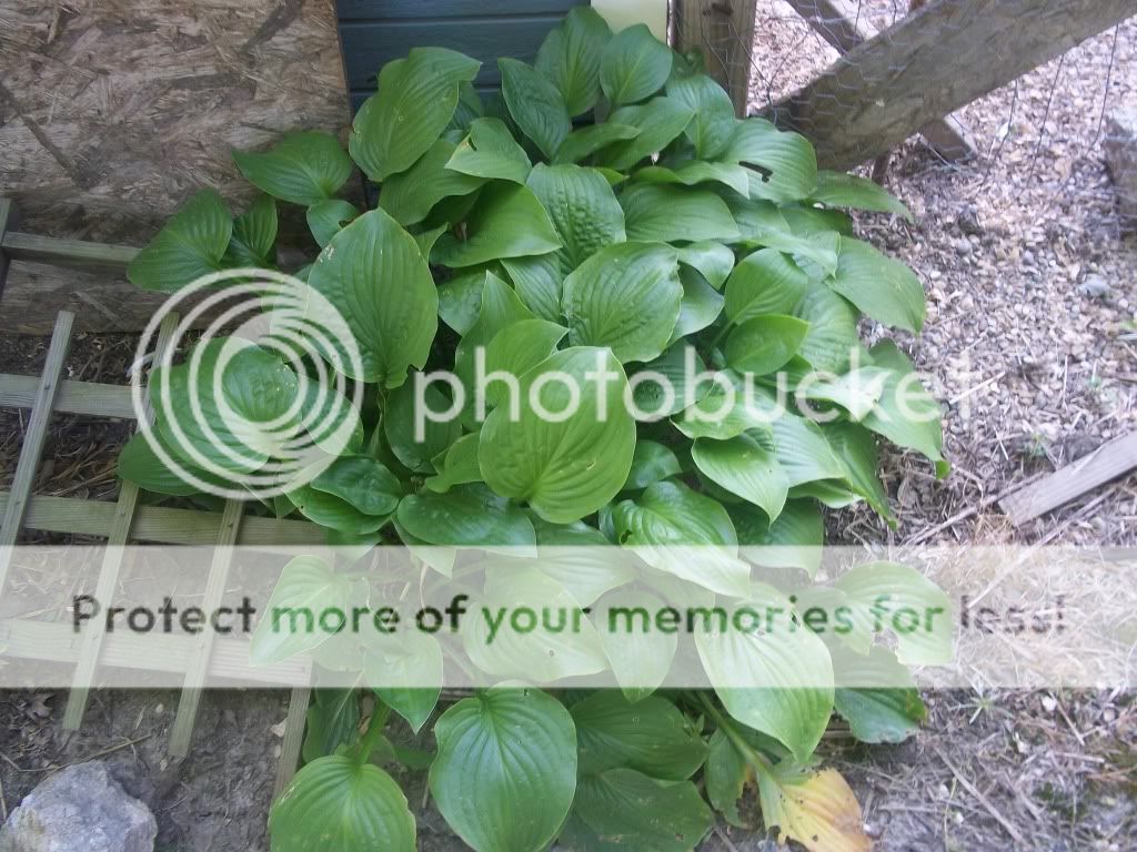 Flowers029.jpg