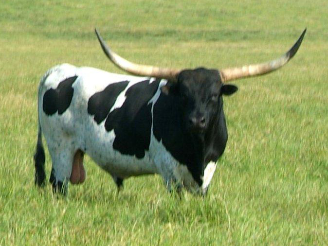 Awesome%20Alamo.jpg
