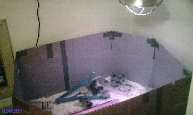 chicks2daysold024.jpg