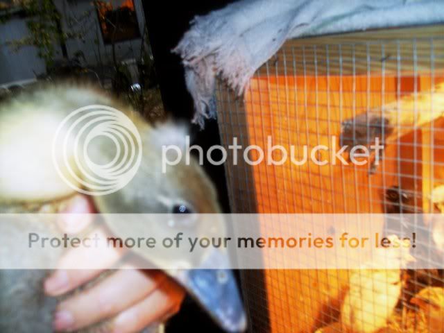 Duckytuft.jpg
