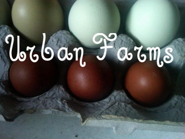 IMG00276-20110328-0842-1.jpg
