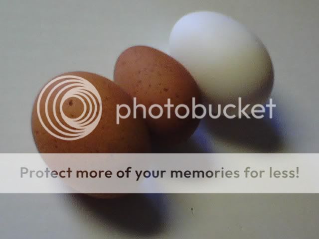 eggs.jpg