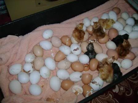 bunchofchicks2.jpg
