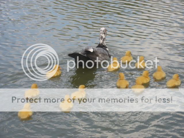 IMG_8265.jpg