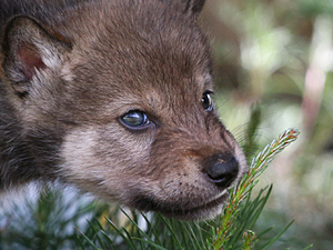 russian-wolf-pup.jpg