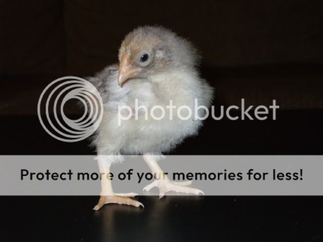 DSCF0529.jpg