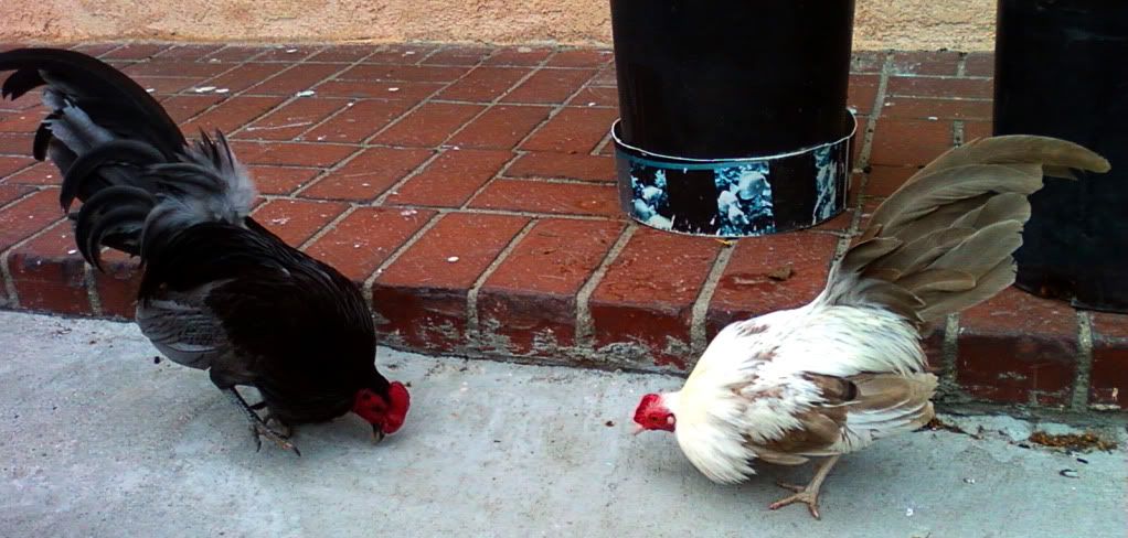 Photo0160.jpg